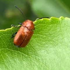 Aporocera (Aporocera) haematodes (A case bearing leaf beetle) at Kama - 25 Jan 2024 by SteveBorkowskis