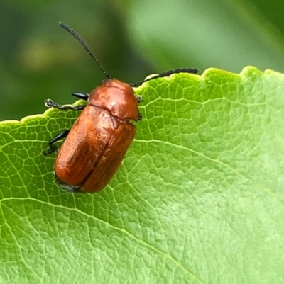 Aporocera (Aporocera) haematodes (A case bearing leaf beetle) at Kama - 25 Jan 2024 by SteveBorkowskis