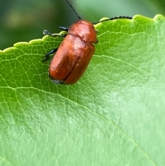 Aporocera (Aporocera) haematodes at Kama - 25 Jan 2024