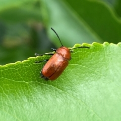 Aporocera (Aporocera) haematodes at Kama - 25 Jan 2024