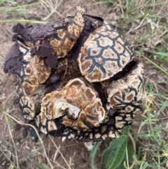 Calvatia cyathiformis at Whitlam, ACT - 24 Jan 2024 by SteveBorkowskis