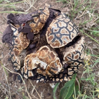 Calvatia cyathiformis at Whitlam, ACT - 24 Jan 2024 by SteveBorkowskis