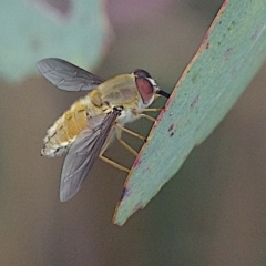 Trichophthalma sp. (genus) (Tangle-vein fly) at Kenny, ACT - 20 Jan 2024 by betchern0t