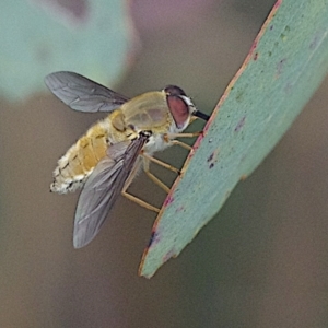 Trichophthalma sp. (genus) at Goorooyarroo NR (ACT) - 20 Jan 2024