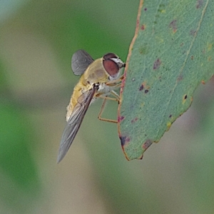 Trichophthalma sp. (genus) at Goorooyarroo NR (ACT) - 20 Jan 2024