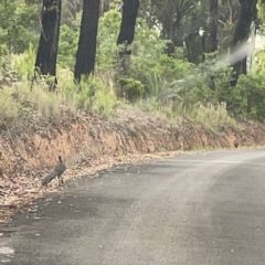 Menura novaehollandiae (Superb Lyrebird) at Surf Beach, NSW - 25 Jan 2024 by Hejor1