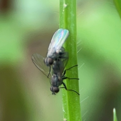 Unidentified Other true fly at Surf Beach, NSW - 25 Jan 2024 by Hejor1