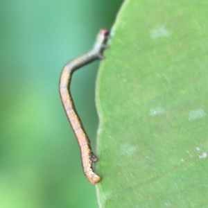 Geometridae (family) at Surf Beach, NSW - 25 Jan 2024