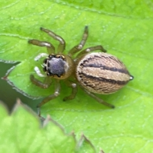 Maratus scutulatus at Surf Beach, NSW - 25 Jan 2024 03:37 PM