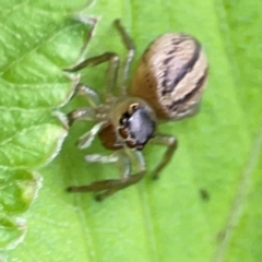 Maratus scutulatus at Surf Beach, NSW - 25 Jan 2024