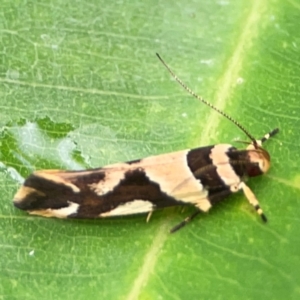 Macrobathra desmotoma at Surf Beach, NSW - 25 Jan 2024