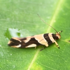 Macrobathra desmotoma at Surf Beach, NSW - 25 Jan 2024