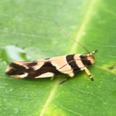 Macrobathra desmotoma at Surf Beach, NSW - 25 Jan 2024 03:37 PM