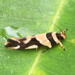 Macrobathra desmotoma at Surf Beach, NSW - 25 Jan 2024