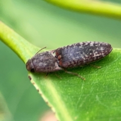 Unidentified Click beetle (Elateridae) at Surf Beach, NSW - 25 Jan 2024 by Hejor1