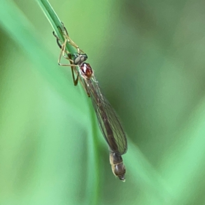 Unidentified Robber fly (Asilidae) at Surf Beach, NSW - 25 Jan 2024 by Hejor1