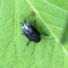 Unidentified Leaf beetle (Chrysomelidae) at Surf Beach, NSW - 25 Jan 2024 by Hejor1