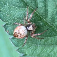 Unidentified Orb-weaving spider (several families) at Surf Beach, NSW - 25 Jan 2024 by Hejor1