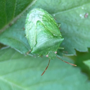 Cuspicona simplex at Surf Beach, NSW - 25 Jan 2024