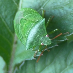 Cuspicona simplex at Surf Beach, NSW - 25 Jan 2024