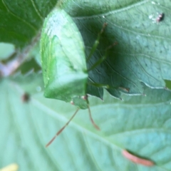 Cuspicona simplex at Surf Beach, NSW - 25 Jan 2024