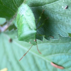 Cuspicona simplex at Surf Beach, NSW - 25 Jan 2024