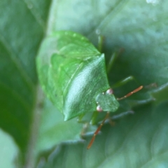 Cuspicona simplex at Surf Beach, NSW - 25 Jan 2024