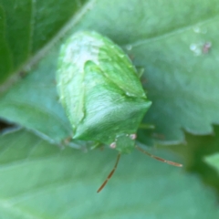 Cuspicona simplex at Surf Beach, NSW - 25 Jan 2024