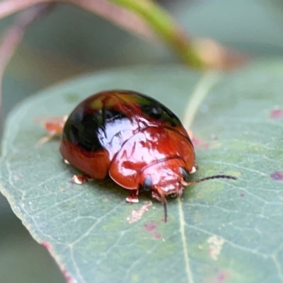 Paropsisterna liturata (Leaf beetle) at Surf Beach, NSW - 25 Jan 2024 by Hejor1