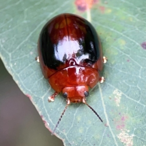 Paropsisterna liturata at Surf Beach, NSW - 25 Jan 2024