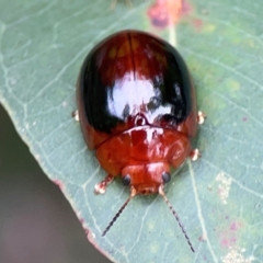 Paropsisterna liturata at Surf Beach, NSW - 25 Jan 2024