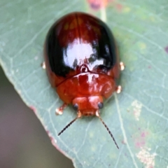 Paropsisterna liturata at Surf Beach, NSW - 25 Jan 2024