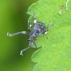 Unidentified Weevil (Curculionoidea) at Surf Beach, NSW - 25 Jan 2024 by Hejor1