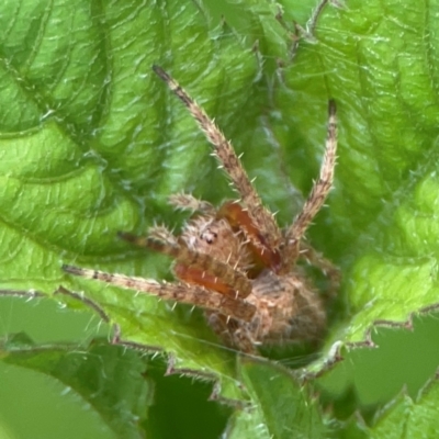 Unidentified Orb-weaving spider (several families) at Surf Beach, NSW - 25 Jan 2024 by Hejor1