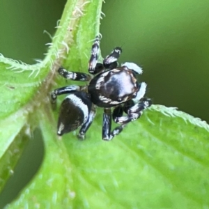 Maratus scutulatus at Surf Beach, NSW - 25 Jan 2024