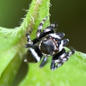 Maratus scutulatus at Surf Beach, NSW - 25 Jan 2024