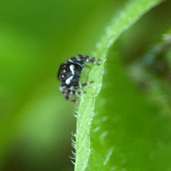 Maratus scutulatus at Surf Beach, NSW - 25 Jan 2024