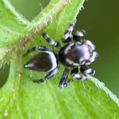 Maratus scutulatus at Surf Beach, NSW - 25 Jan 2024 04:02 PM