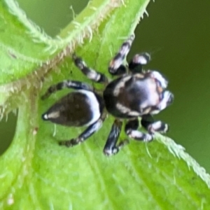 Maratus scutulatus at Surf Beach, NSW - 25 Jan 2024 04:02 PM