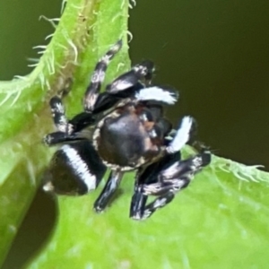 Maratus scutulatus at Surf Beach, NSW - 25 Jan 2024