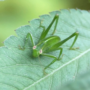 Caedicia simplex at Surf Beach, NSW - 25 Jan 2024 04:05 PM