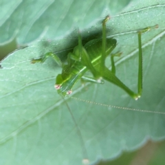 Caedicia simplex at Surf Beach, NSW - 25 Jan 2024 04:05 PM