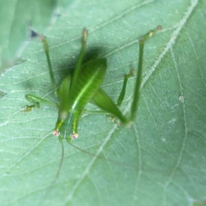 Caedicia simplex at Surf Beach, NSW - 25 Jan 2024 04:05 PM