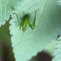 Caedicia simplex at Surf Beach, NSW - 25 Jan 2024