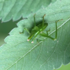 Caedicia simplex at Surf Beach, NSW - 25 Jan 2024 04:05 PM