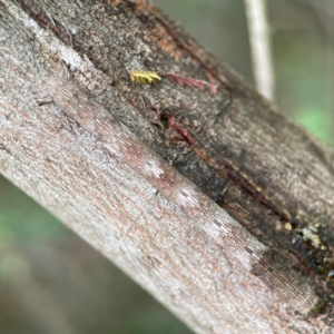 Ectropis (genus) at Surf Beach, NSW - 25 Jan 2024