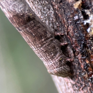 Ectropis (genus) at Surf Beach, NSW - 25 Jan 2024