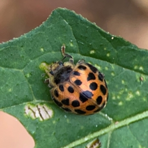 Henosepilachna vigintioctopunctata at Surf Beach, NSW - 25 Jan 2024