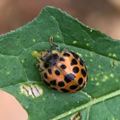 Epilachna vigintioctopunctata (28-spotted potato ladybird or Hadda beetle) at Surf Beach, NSW - 25 Jan 2024 by Hejor1