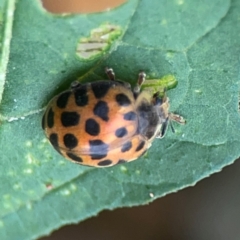 Henosepilachna vigintioctopunctata at Surf Beach, NSW - 25 Jan 2024